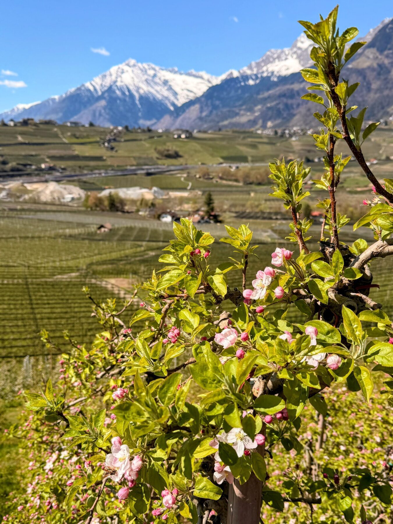 wanderung_maiser_waalweg_tappeinerweg_dorf_tirol_