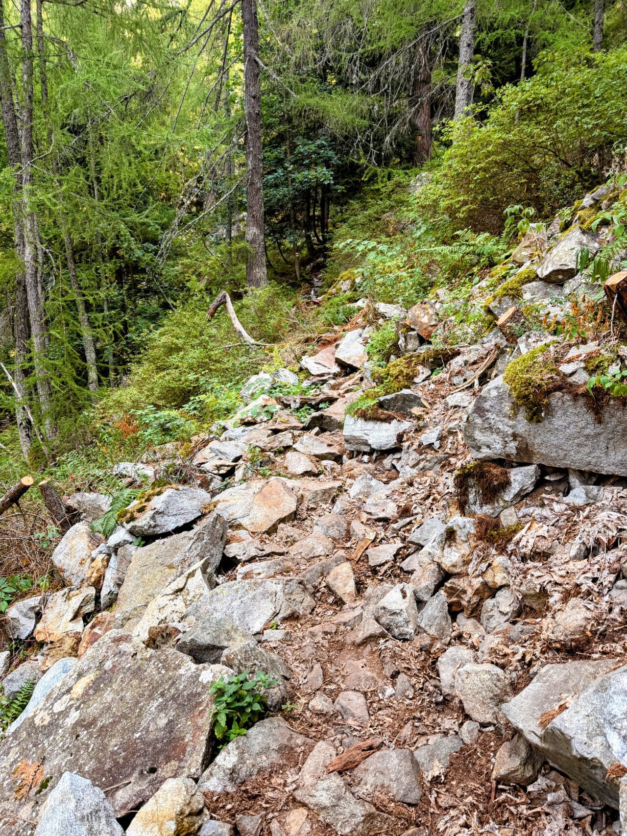wanderung_sentiero_alpino_bregaglia_sciorahuette_sasc_furae_huette__IMG_0500