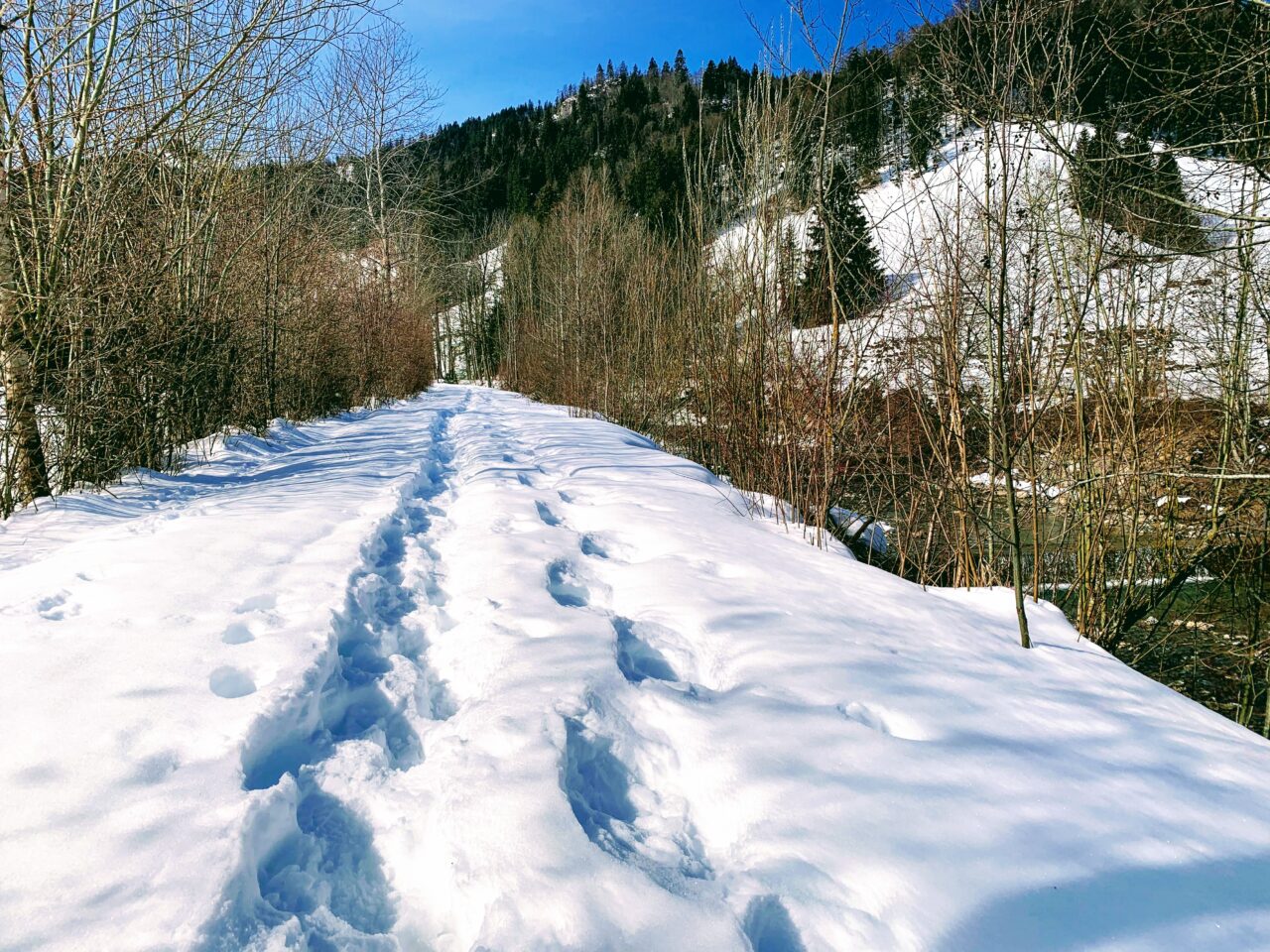 schneeschuhwanderung_spitalgipfel_