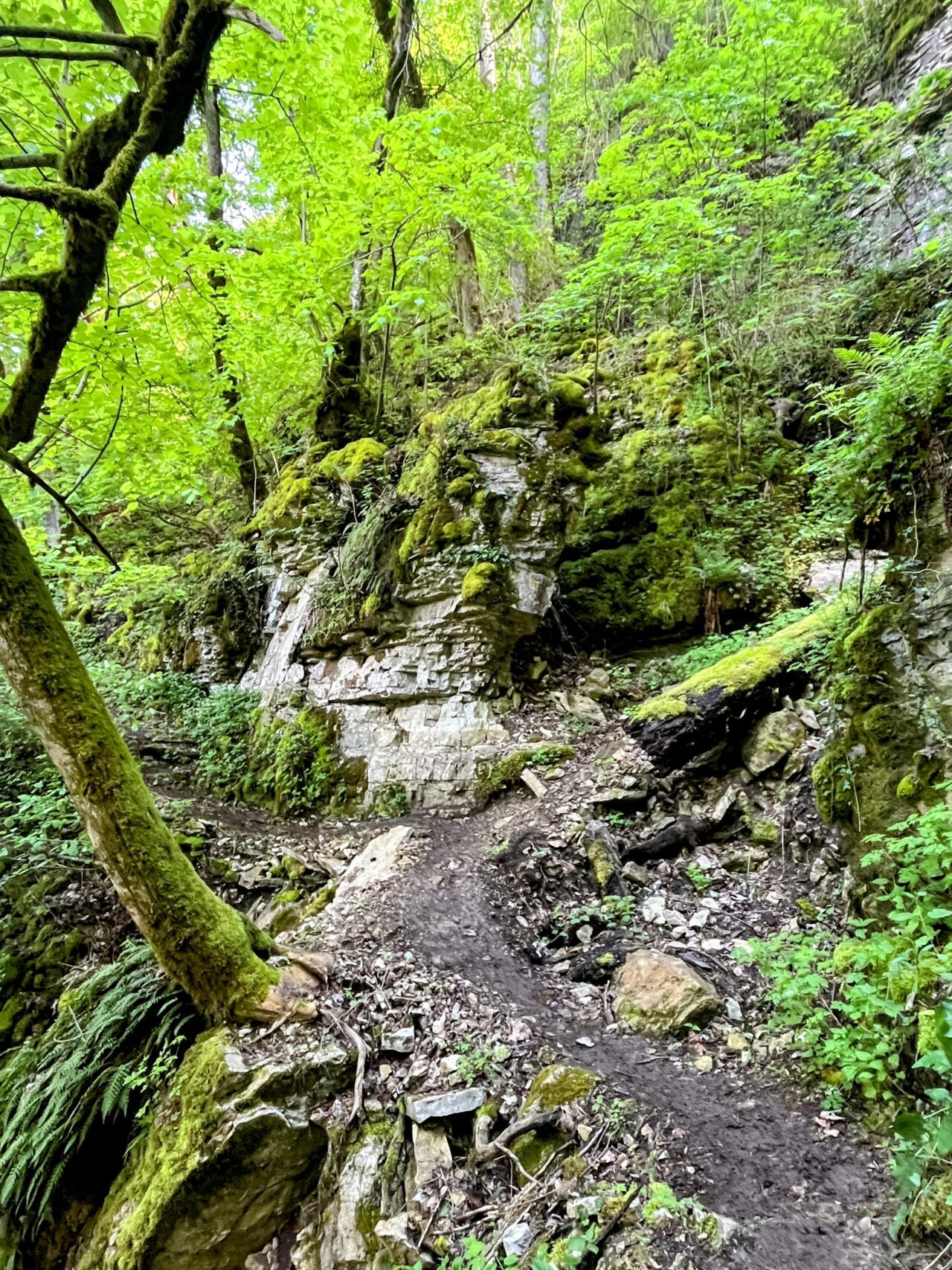 wanderung_schluchtensteig_schwarzwald_