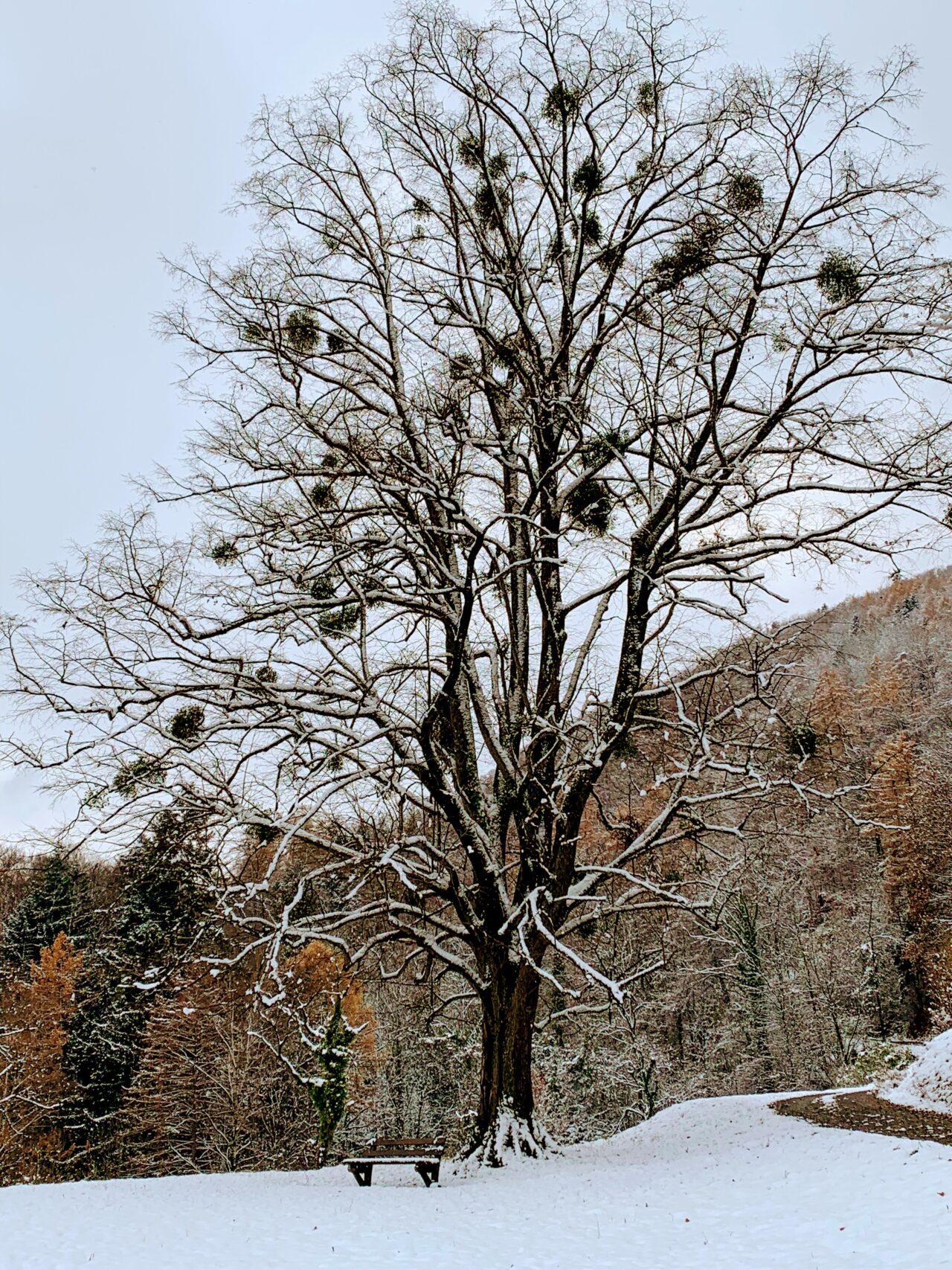 via_alpina_etappe_1_gaflei_sargans_