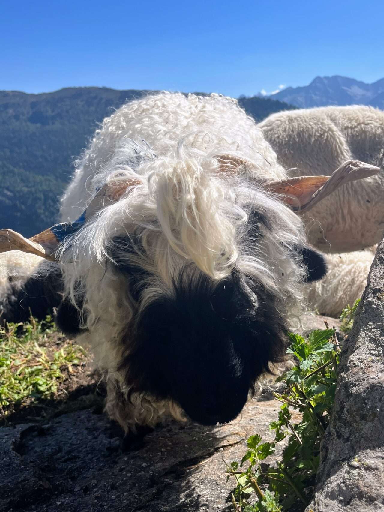 wanderung_oberaletschhuette_