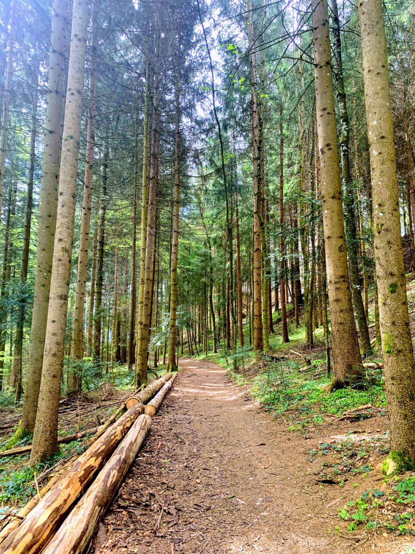 wanderung_bachtel_bachtelspalt_wald_