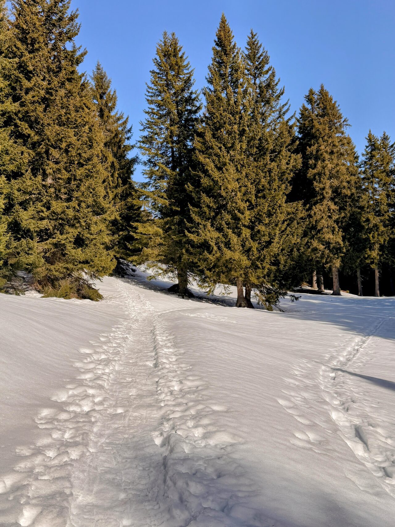 schneeschuhsafari_graubuenden_braembruesch_feldis__IMG_0505