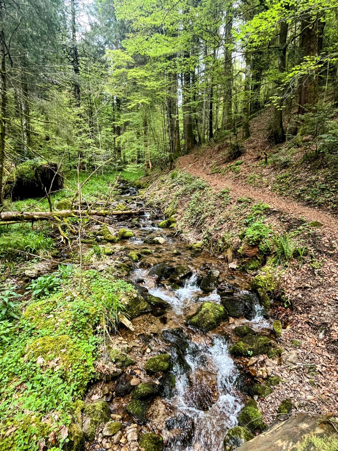 wanderung_schluchtensteig_schwarzwald_