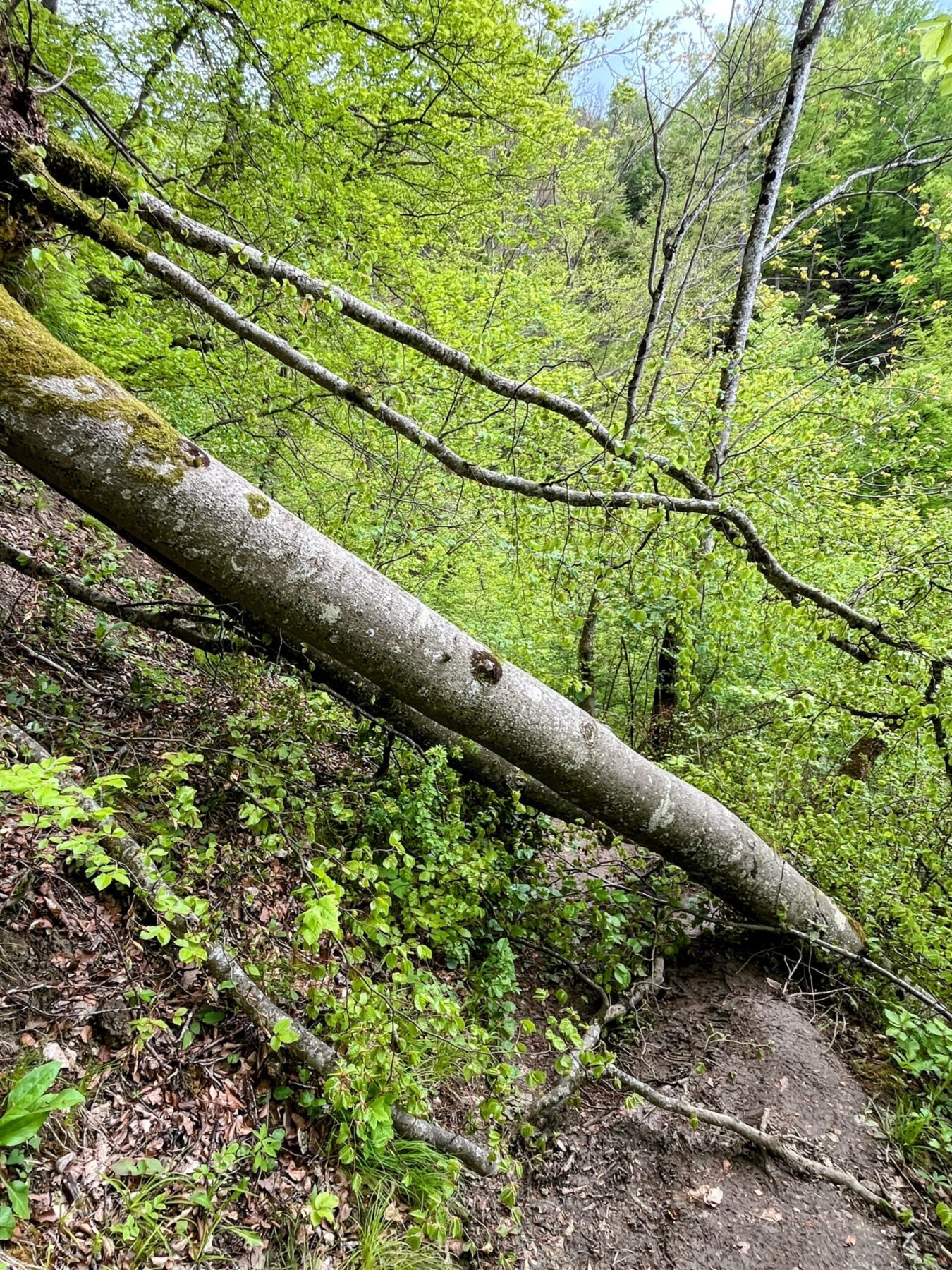 wanderung_schluchtensteig_schwarzwald_