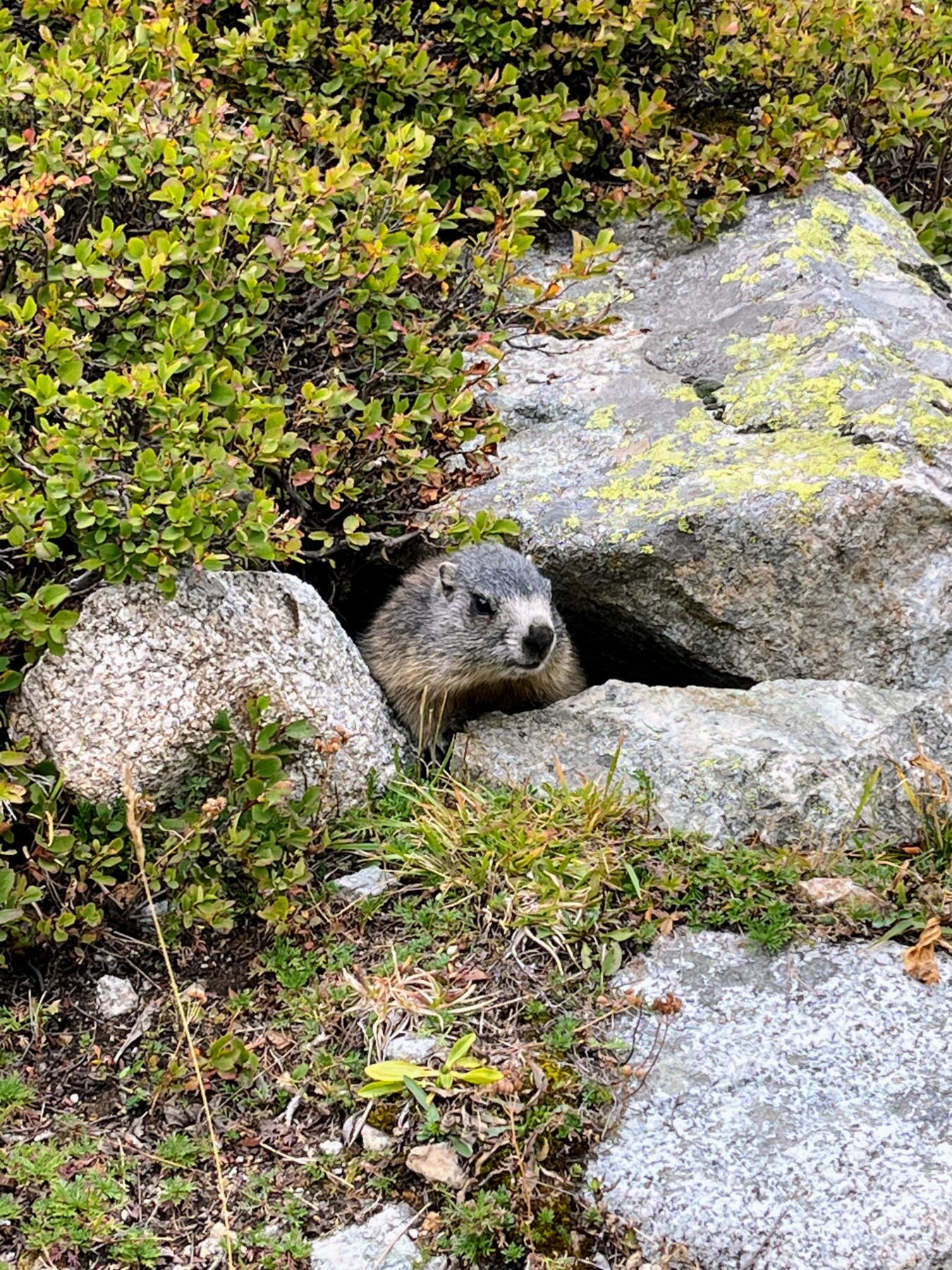 wanderung_bernina_trek_tag_2_eschahuette_jenatschuette_