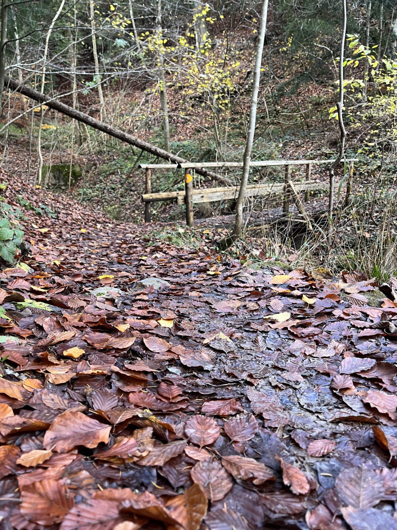 wanderung_teehuette_fallaetsche_