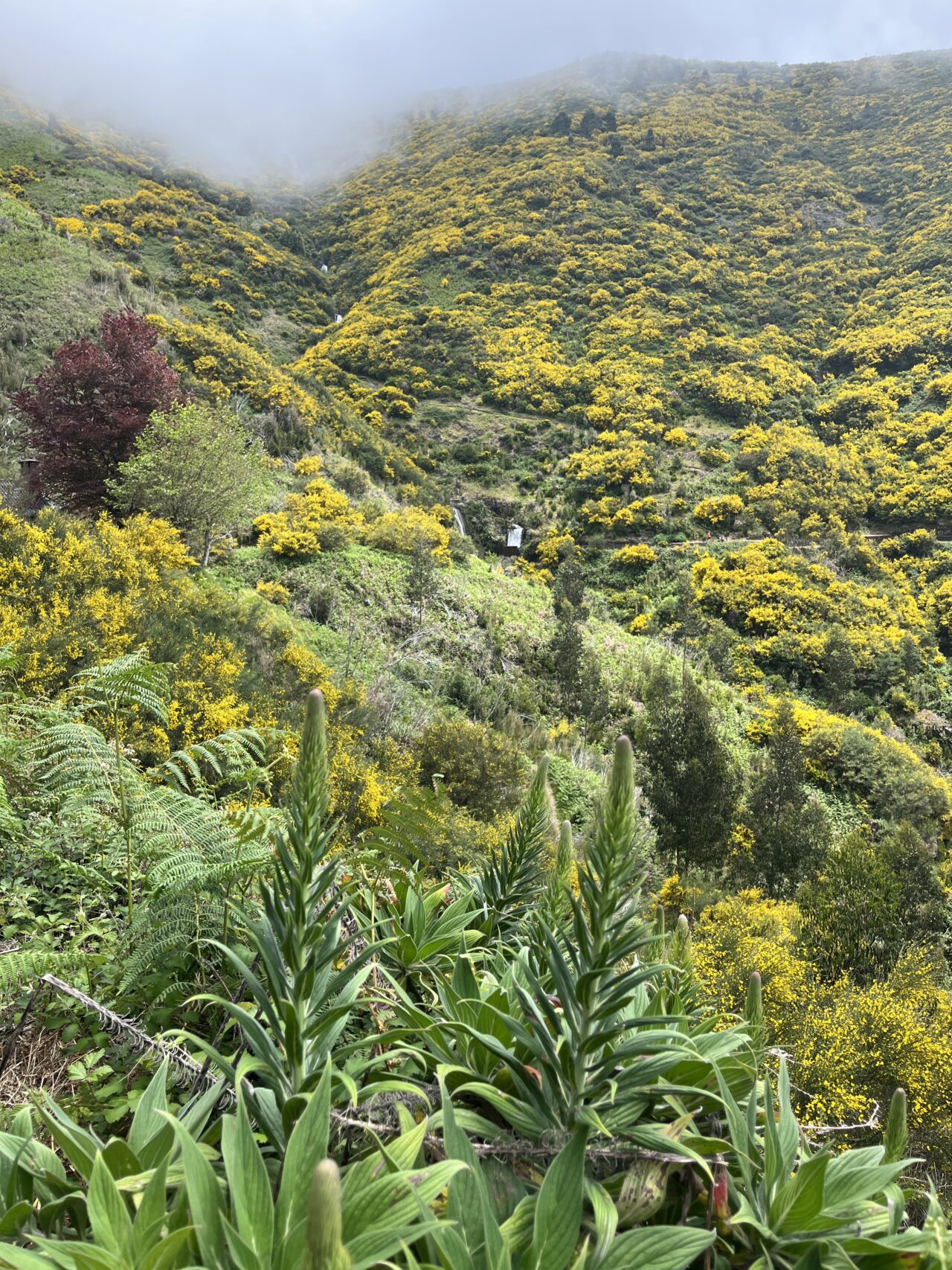 wanderung_wanderung_25_fontes_risco_