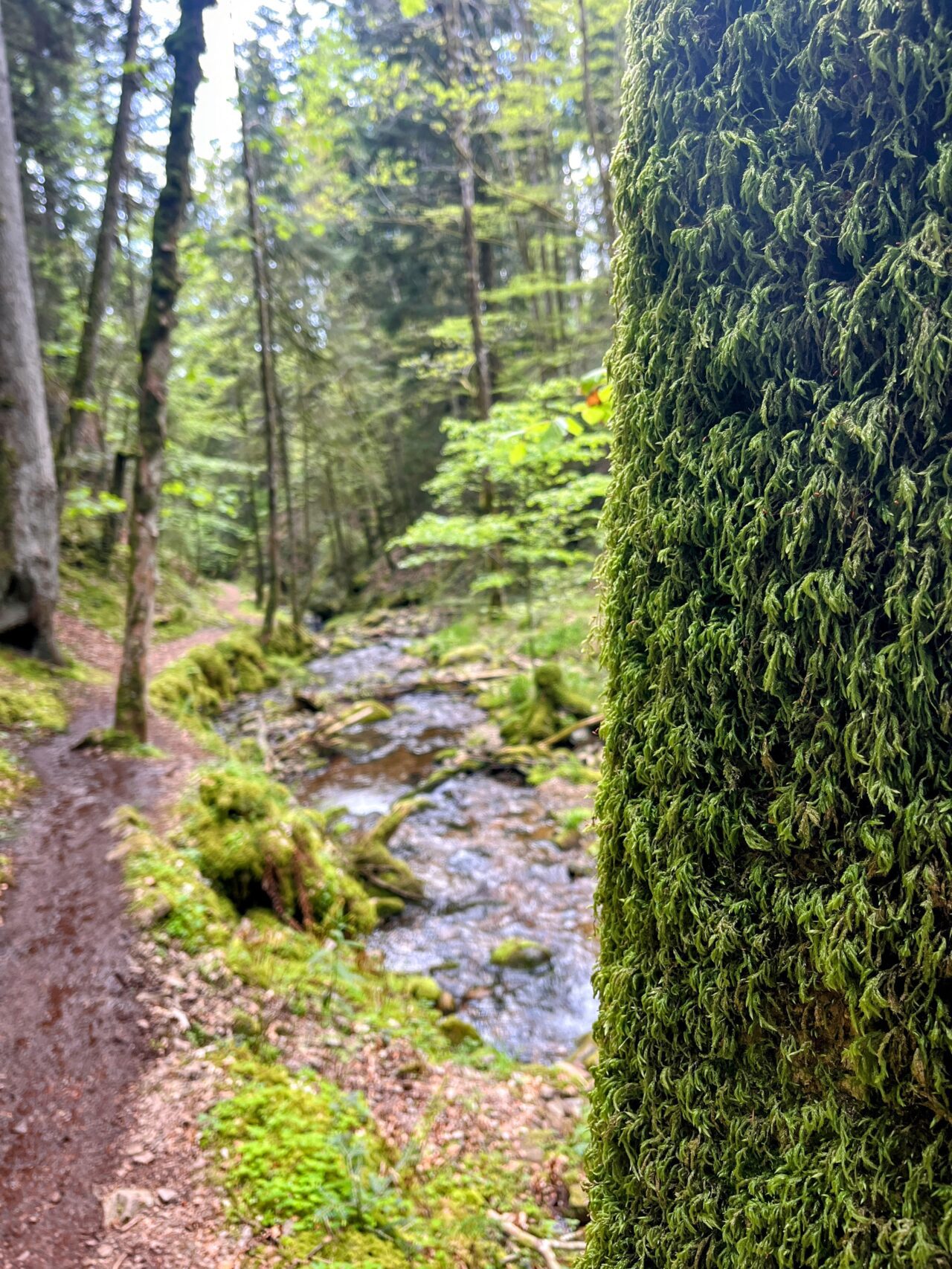wanderung_schluchtensteig_schwarzwald_