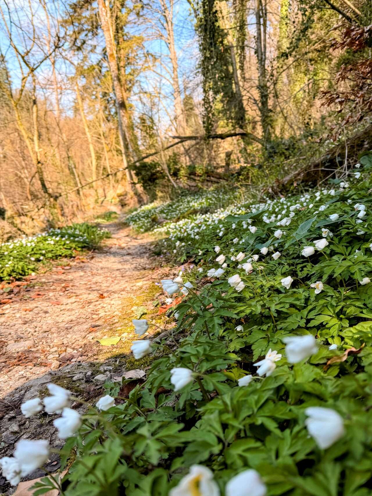 wanderung_reuss_und_aare_wanderung_mellingen_brugg_wildegg_