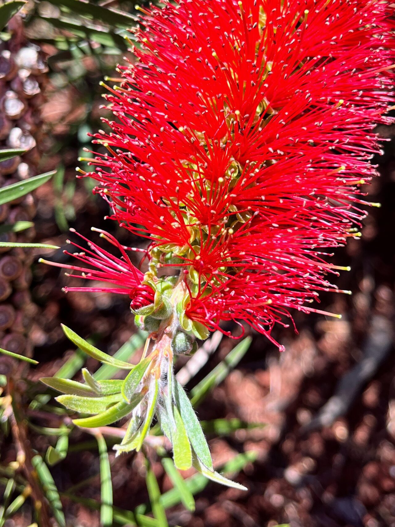 wanderung_monte_botanischer_garten_funchal_