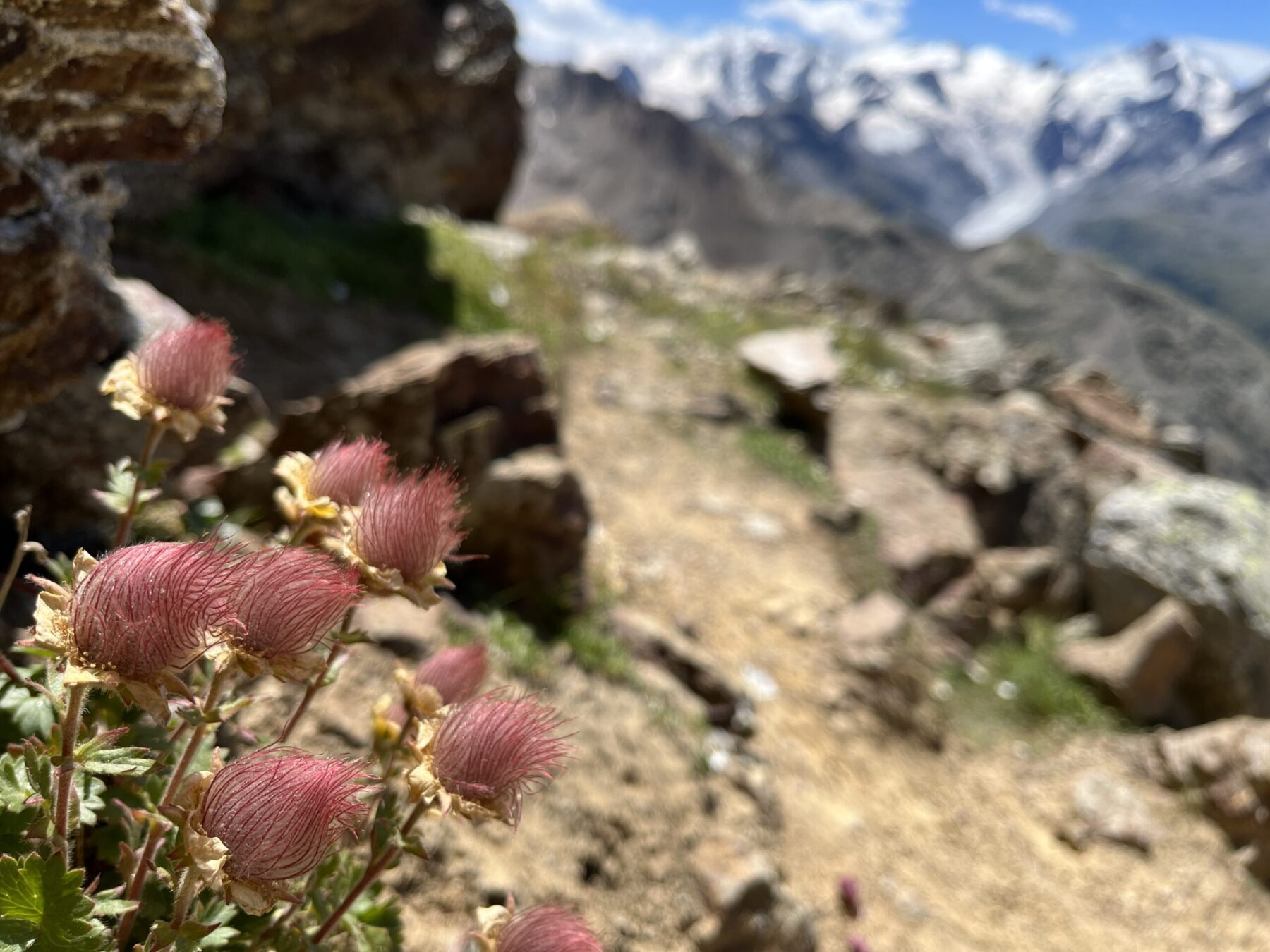 wanderung_alp_languard_piz_languard_