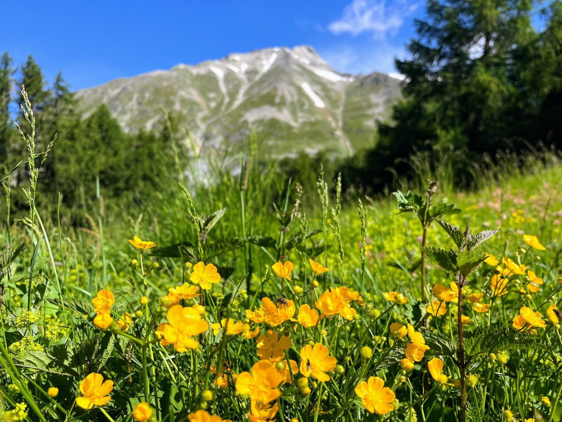 wanderung_wiwannihuette_