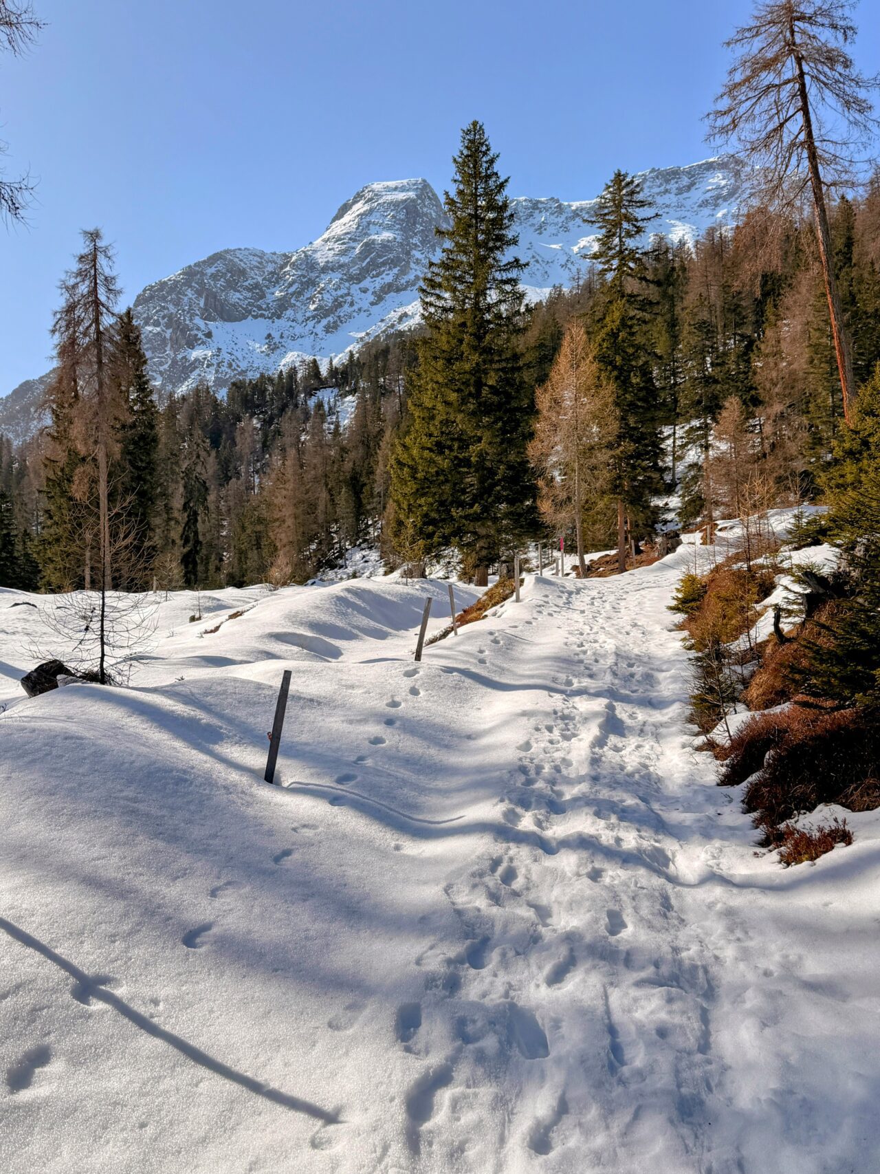 schneeschuhsafari_graubuenden_salouf_munter__IMG_0650