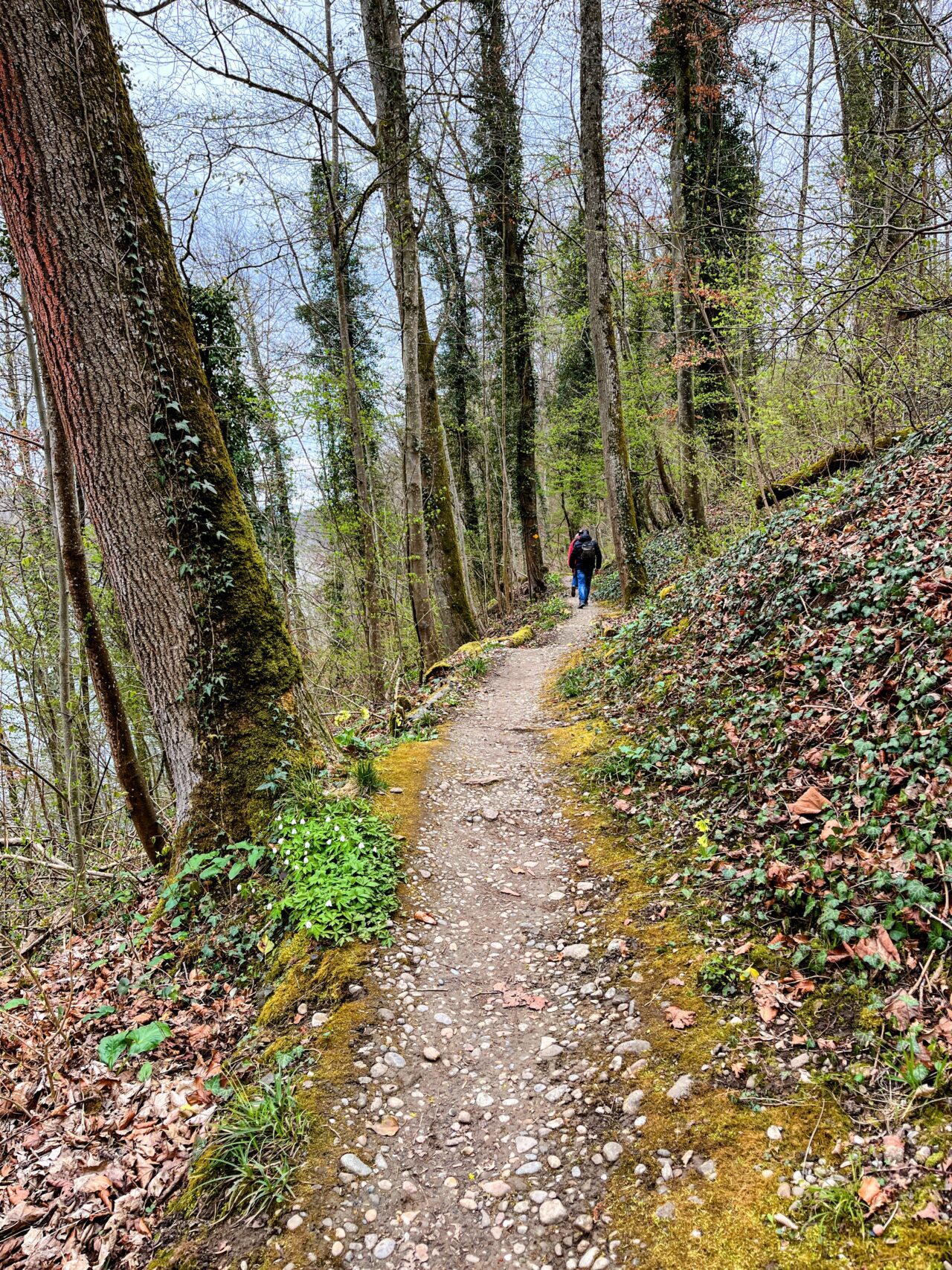 wanderung_rheinau_rheinfall_schaffhausen_