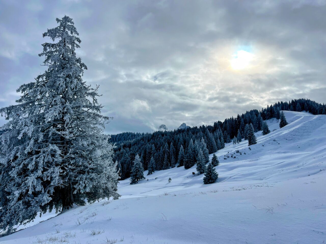 schneeschuhtour_biberegg_hochstuckli_haengebruecke__IMG_2127