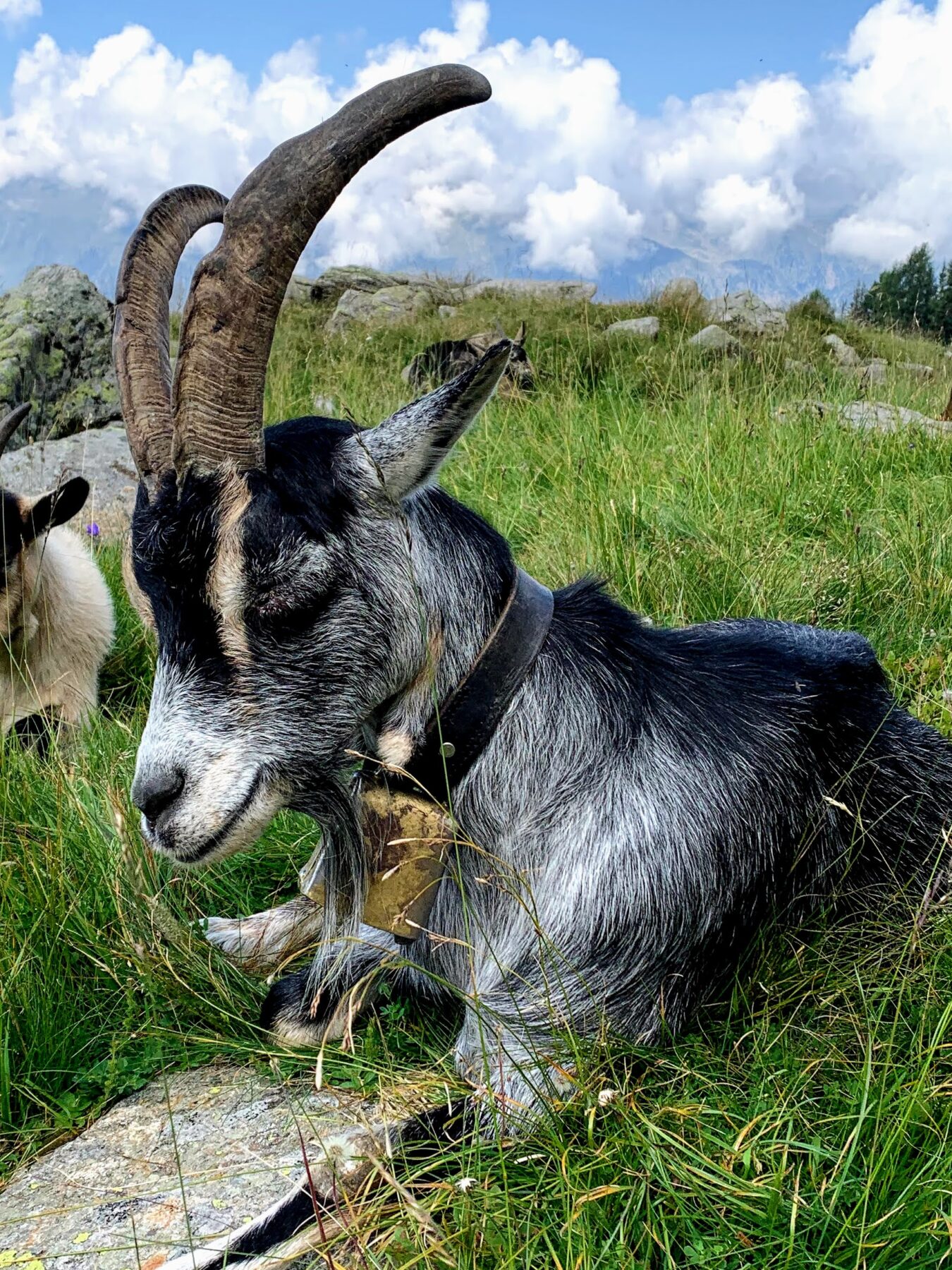 alpenueberquerung_mit_kindern_etappe_9_pfandler_alm_hirzer_huette_