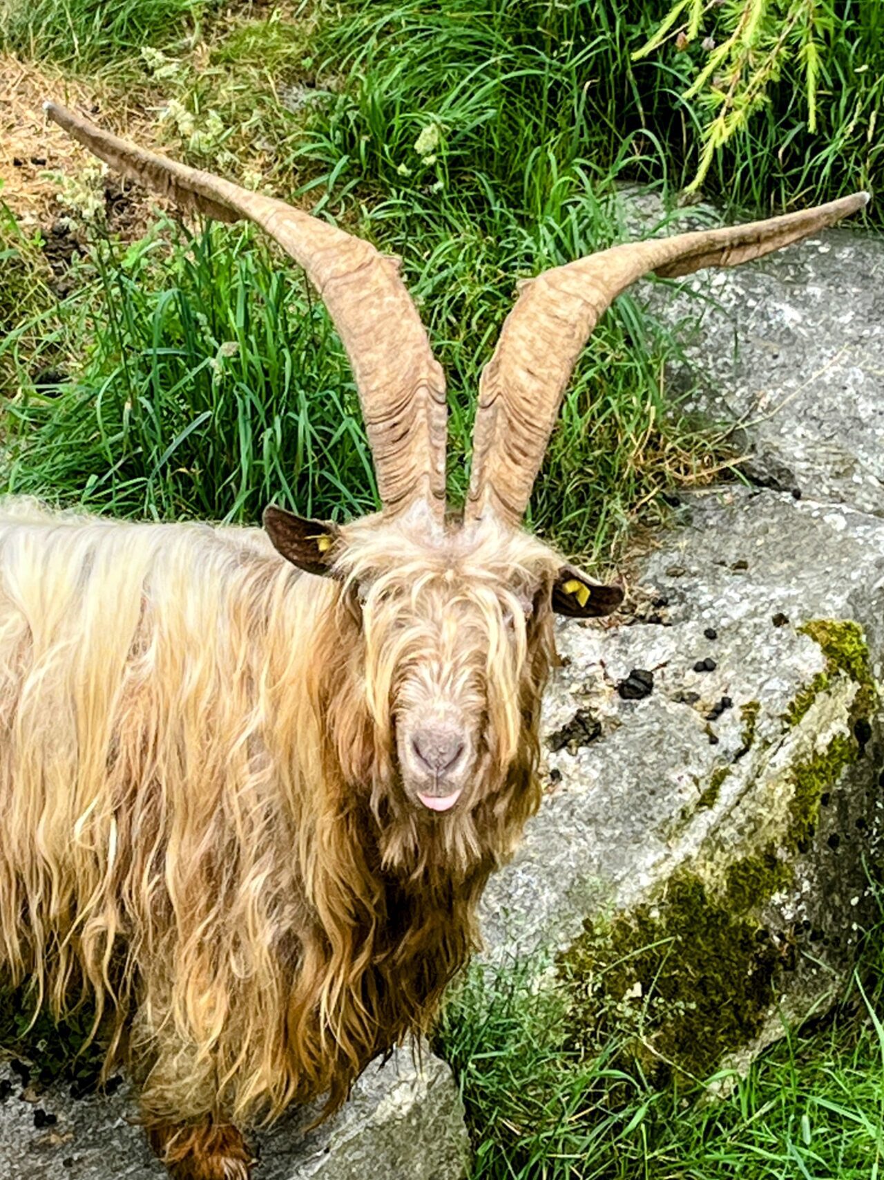 Wanderung_Alta_Via_Vallemaggia_Cimetta_Nimi_Brione_