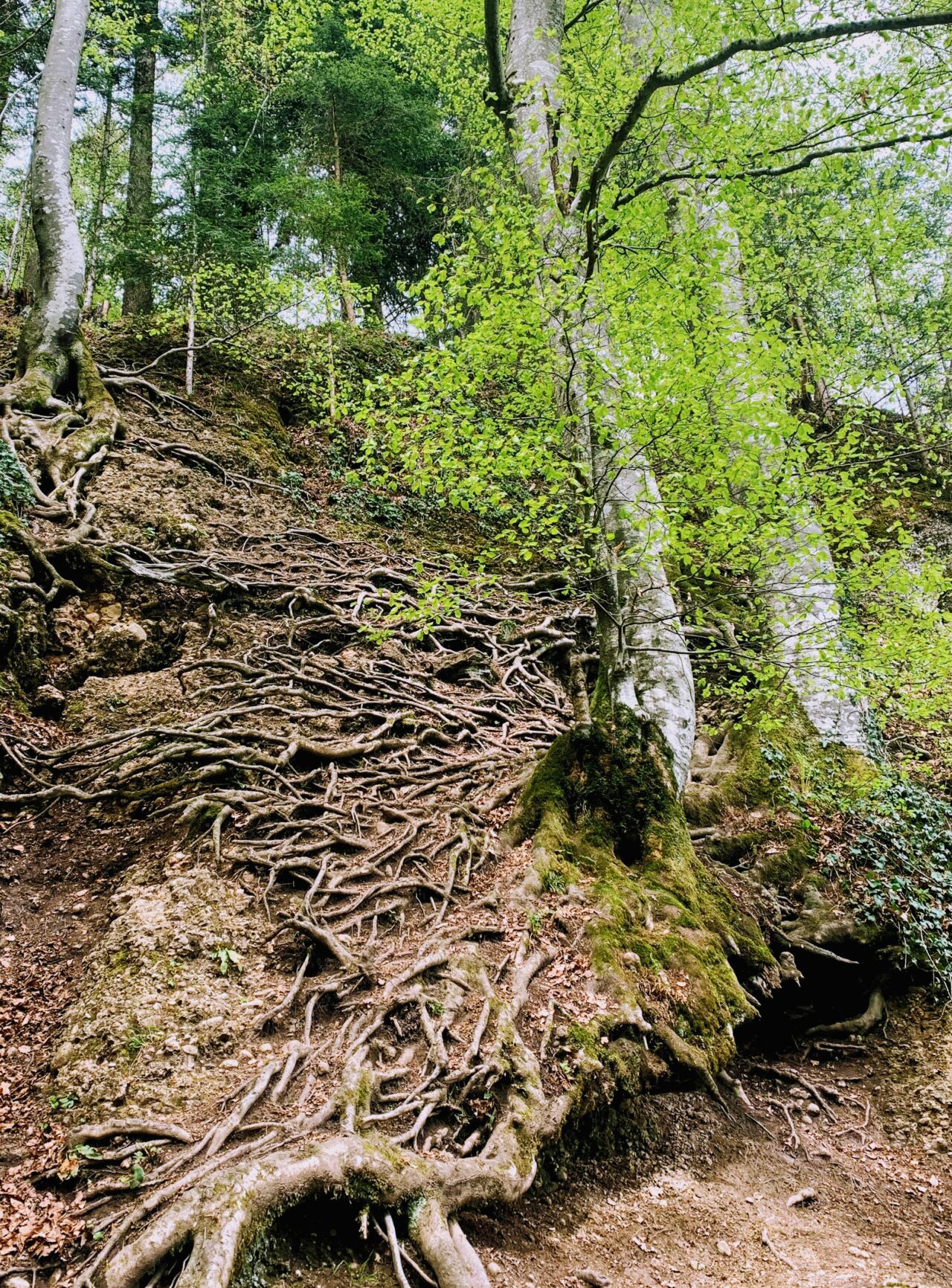 wanderung_bachtel_bachtelspalt_wald_