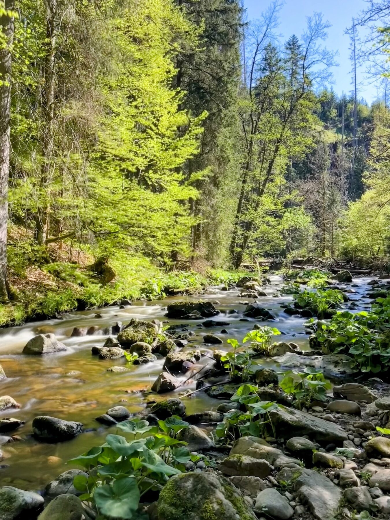 wanderung_schluchtensteig_schwarzwald_