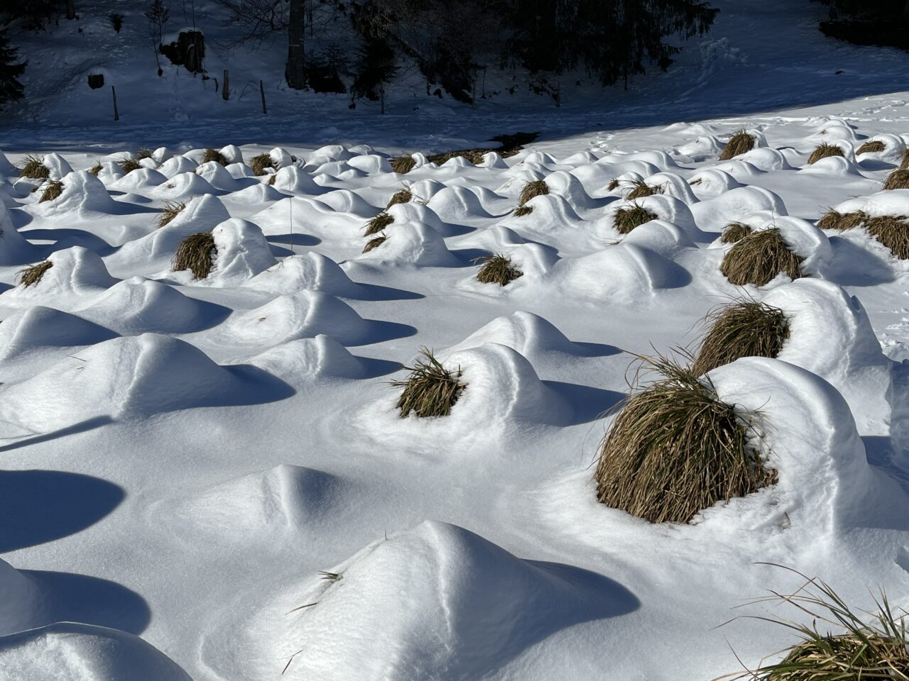schneeschuhwanderung_gottschalkenberg_