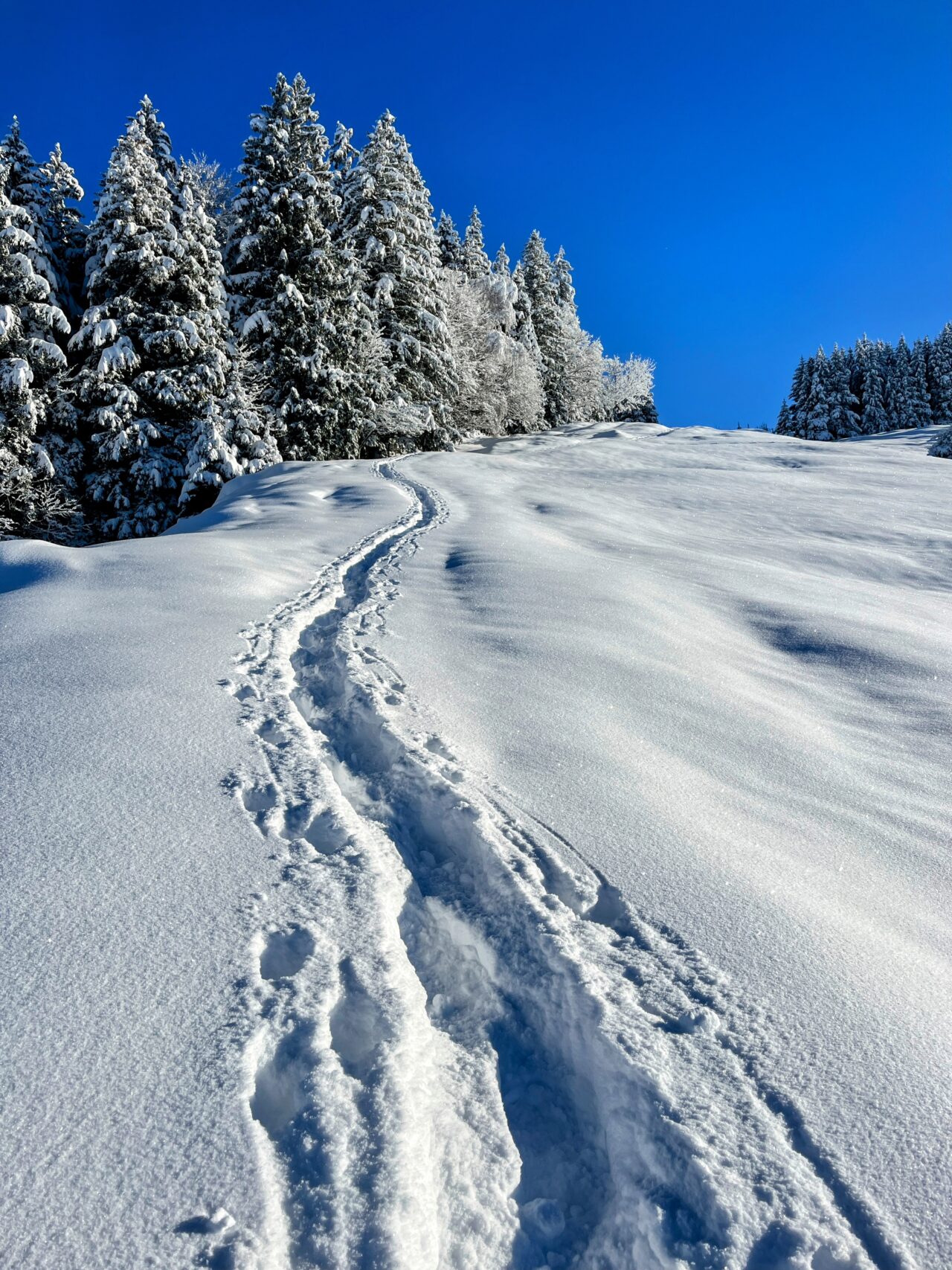 schneeschuhwanderung_rothenthurm_ahoren_biberbrugg__IMG_2340