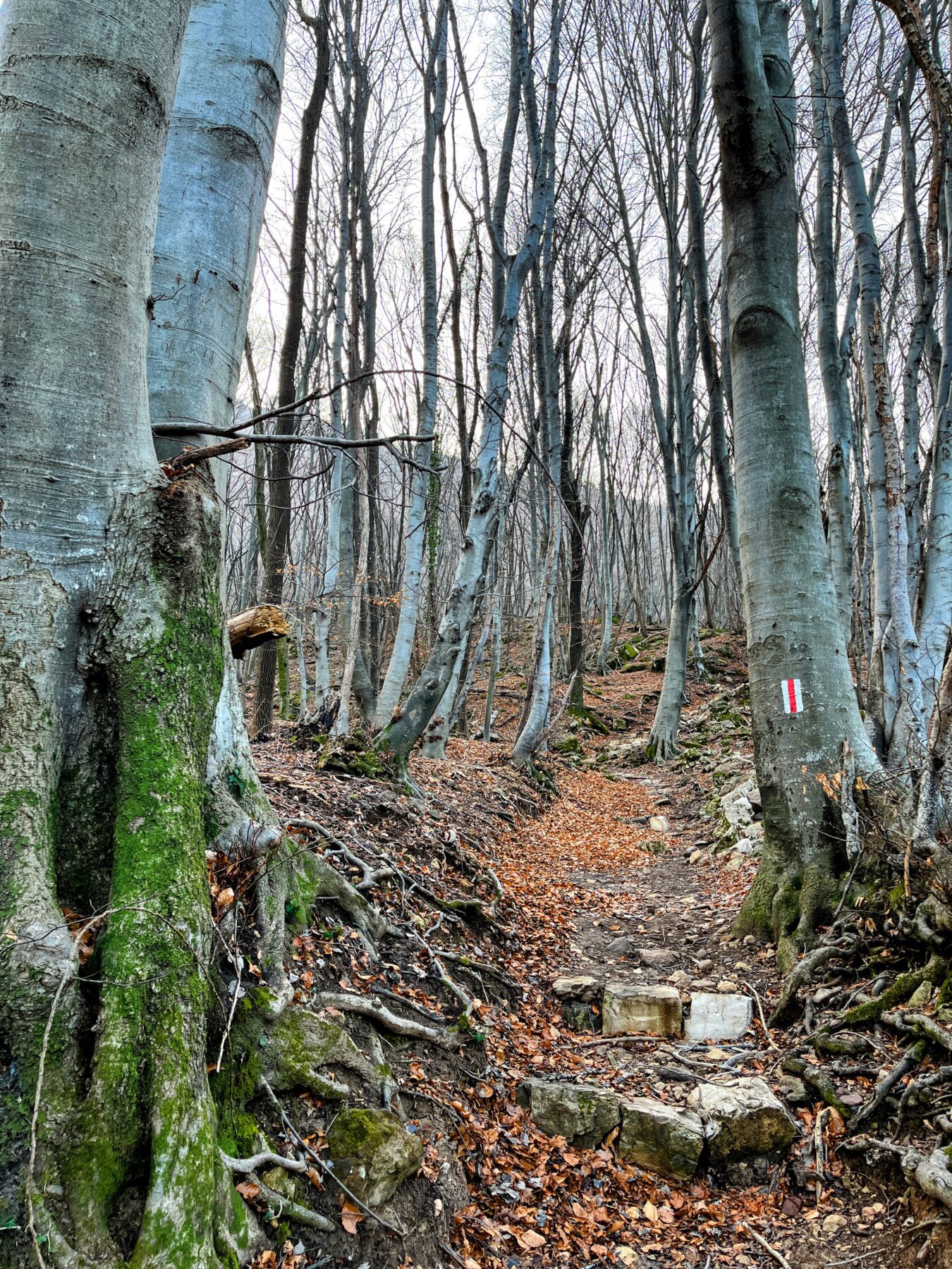 wanderung_transswiss_etappen_29_bis_32_bellinzona_mendrisio_