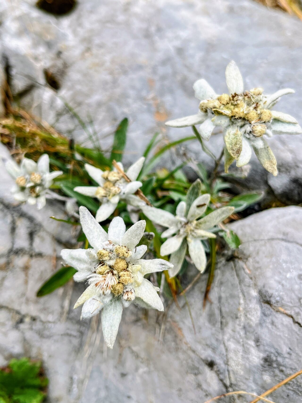 wanderung-croz-dell-altissimo-
