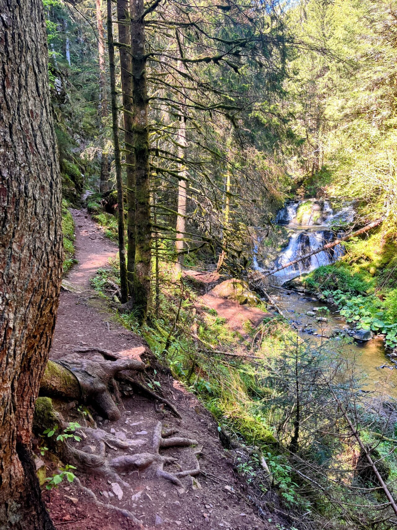 wanderung_schluchtensteig_schwarzwald_