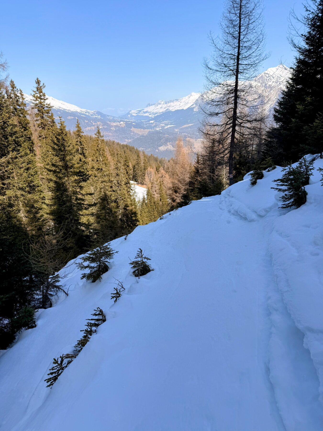 schneeschuhsafari_graubuenden_salouf_munter__IMG_0688