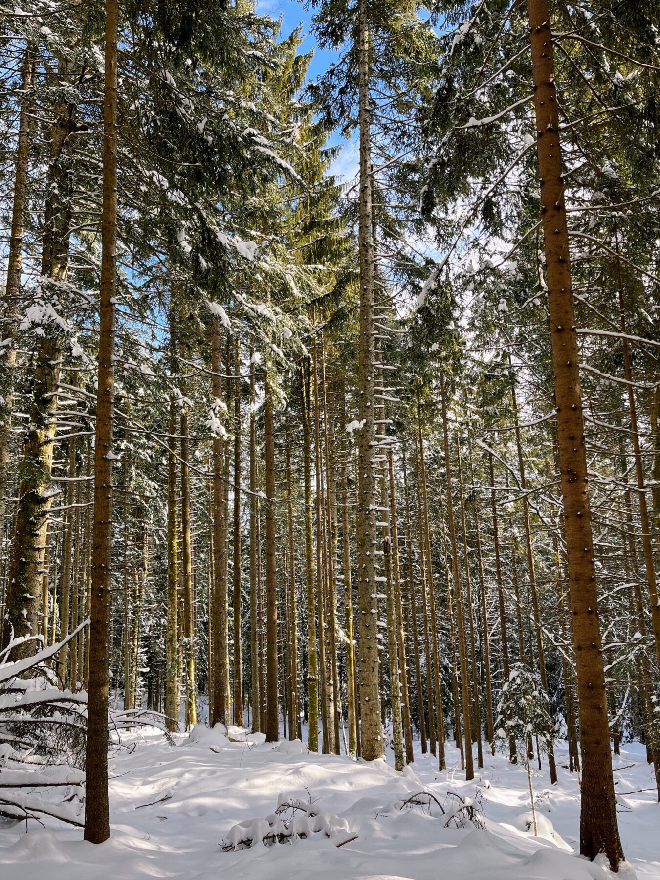 schneeschuhtour_sattelegg_