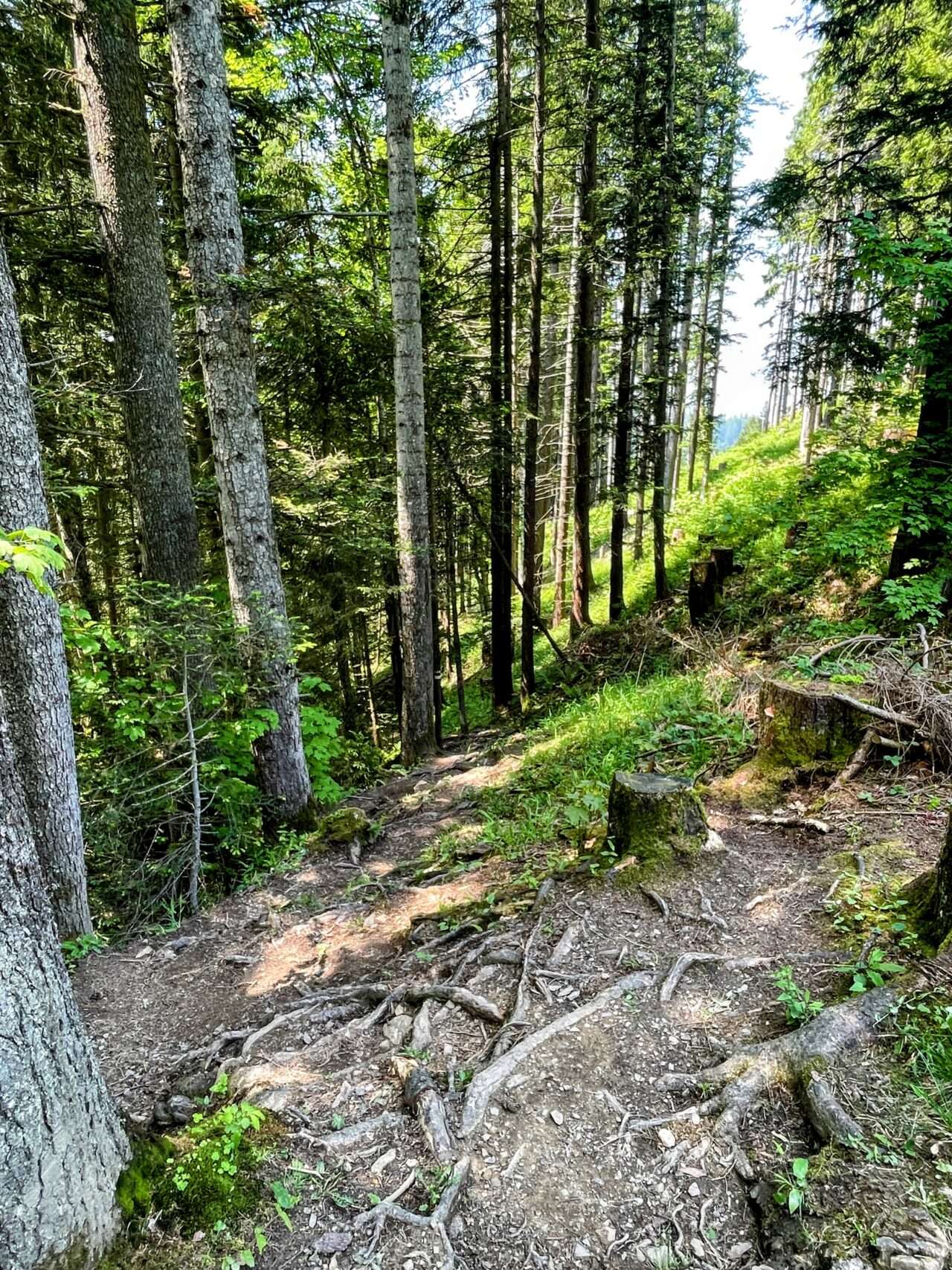 wanderung_brunni_hagenegg_mostelberg_sattel_