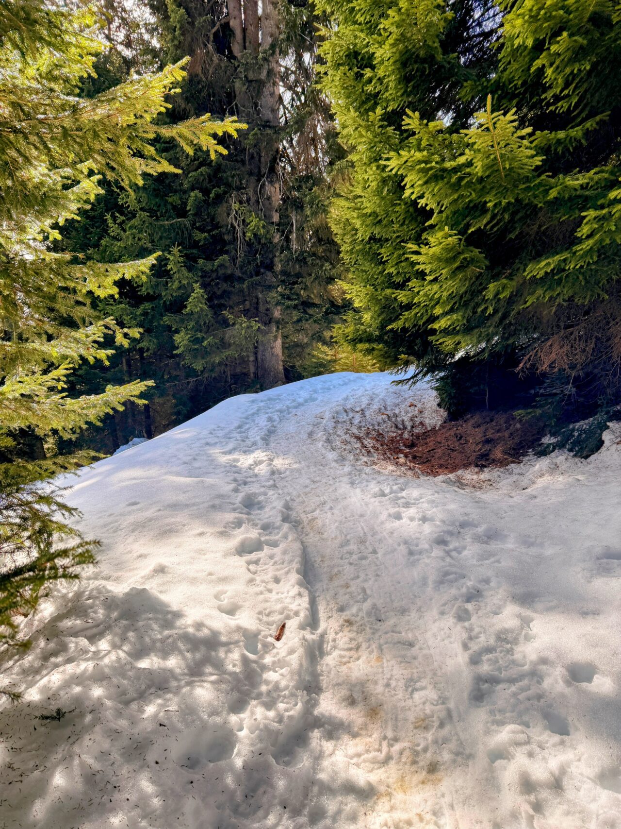 schneeschuhsafari_graubuenden_braembruesch_feldis__IMG_0506