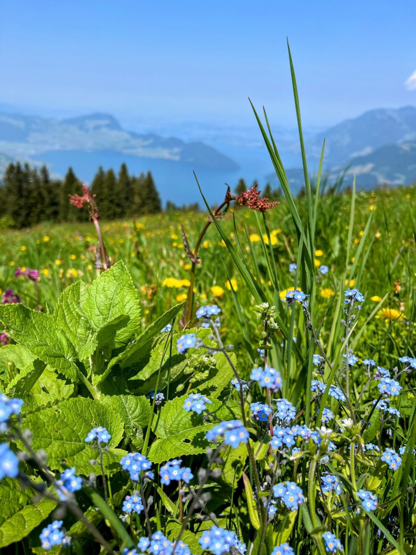 wanderung_niederbauen_chulm_