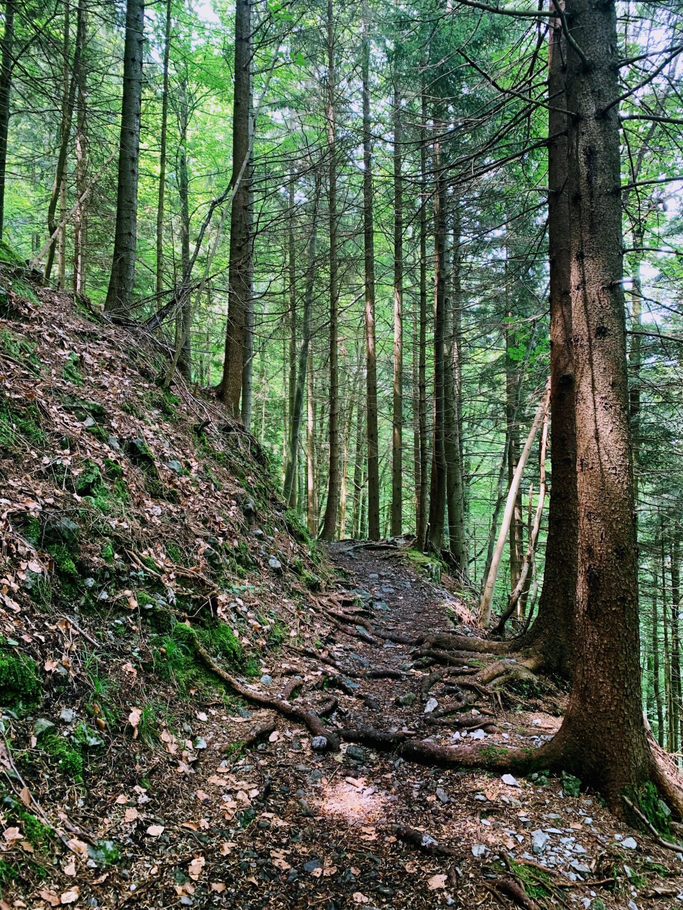 wanderung_trans_swiss_trail_beckenried_ruetli_