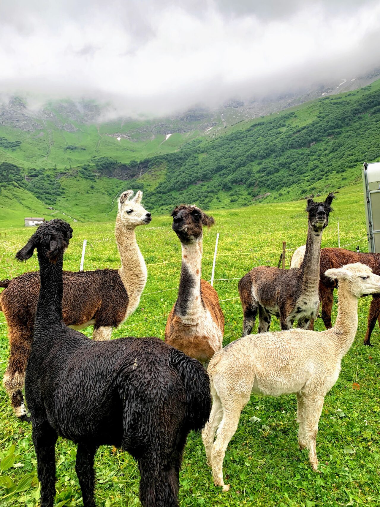 lamatrekking_malbun_
