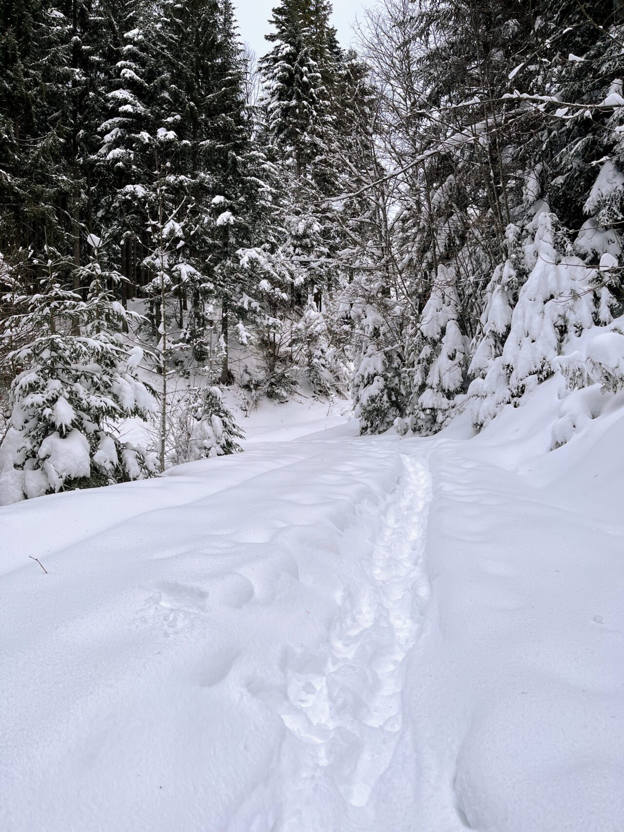 schneeschuhtour_sattelegg_
