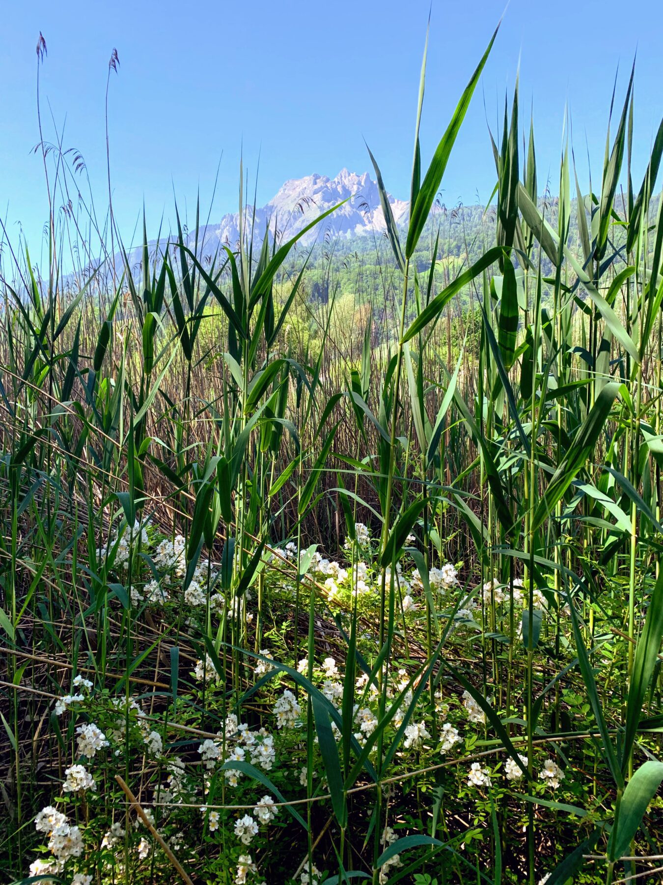 wanderung_vierwaldstaettersee_luzern_alpnachstad_
