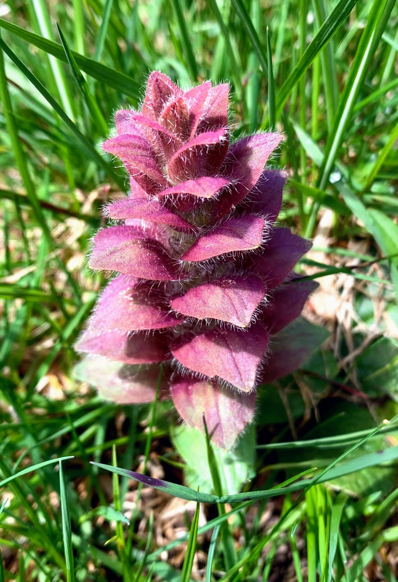 wanderung_treschhuette_