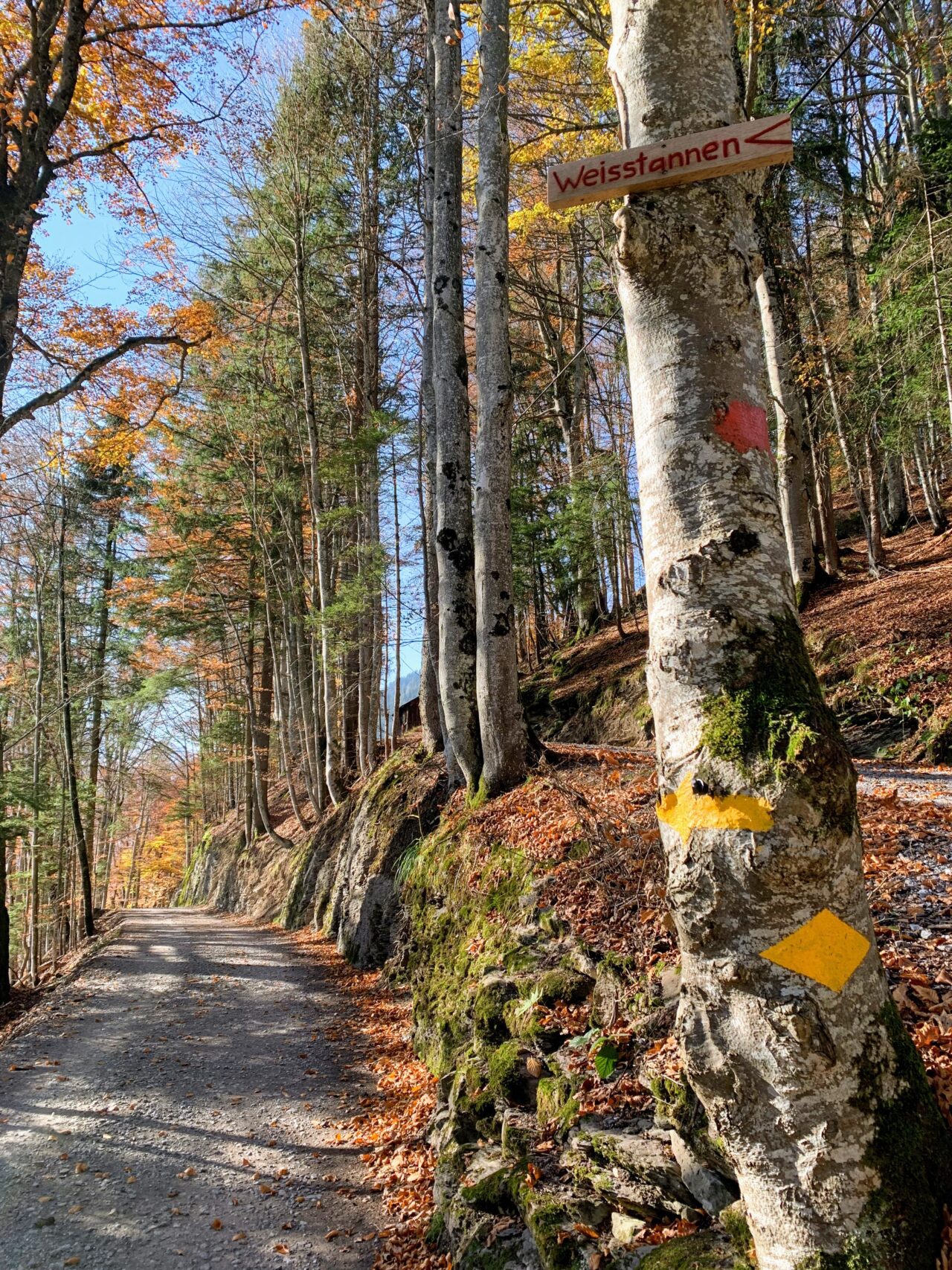 via_alpina_etappe_2_sargans_weisstannen_