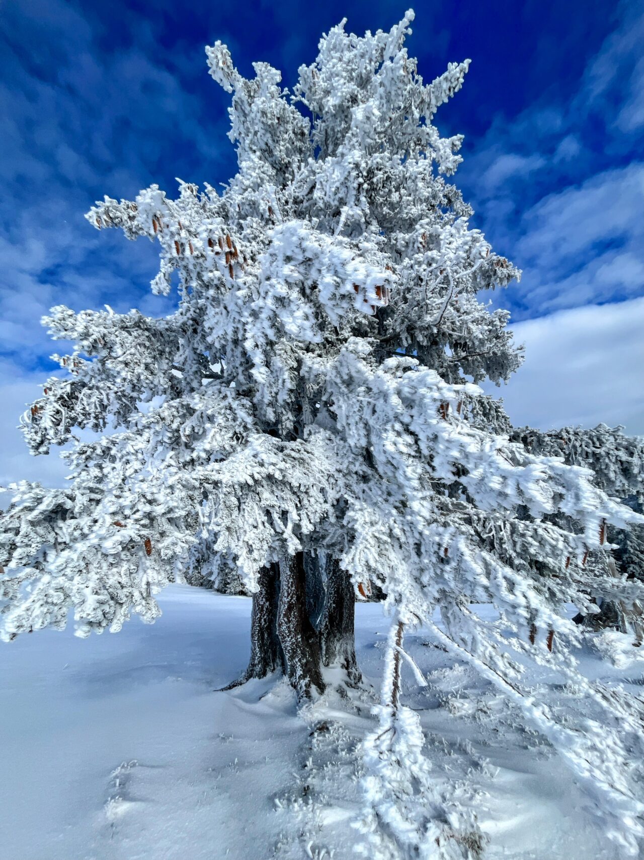 schneeschuhtour_biberegg_hochstuckli_haengebruecke__IMG_2151