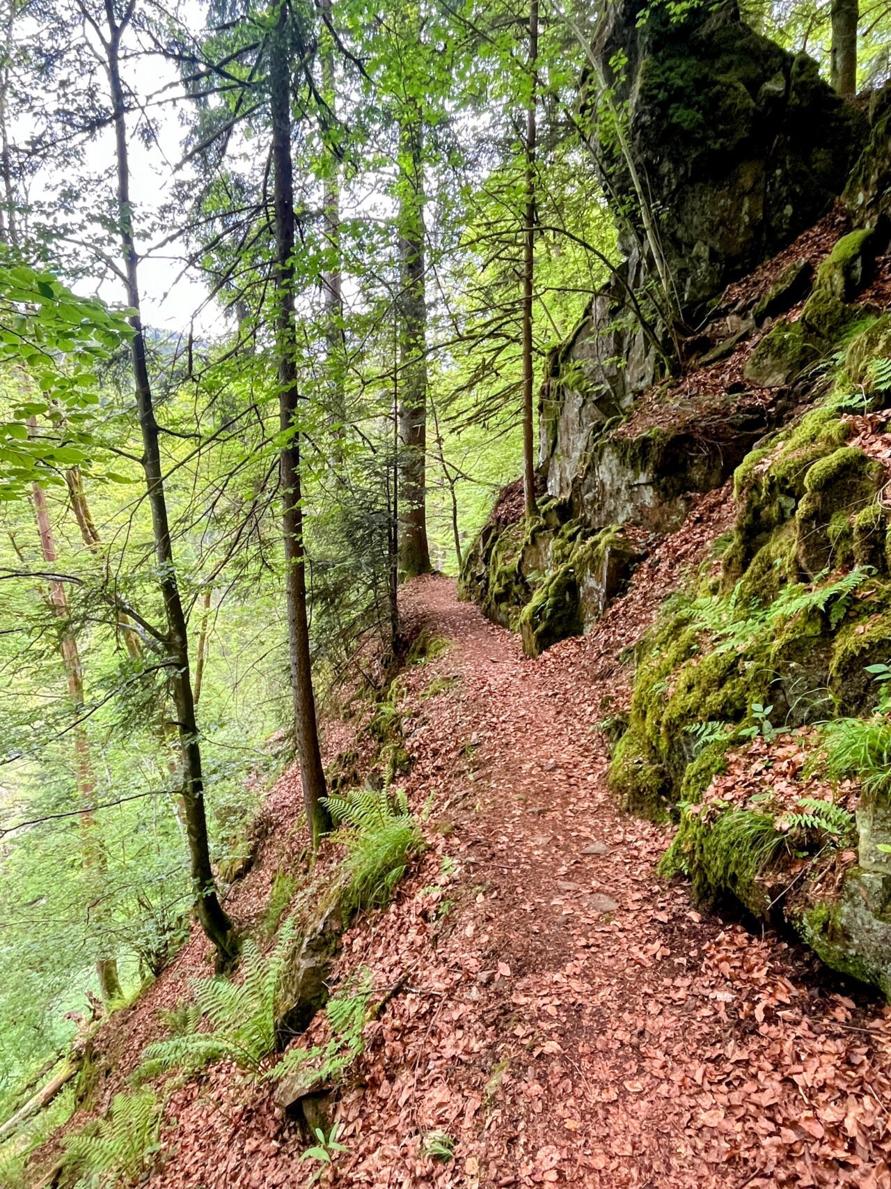 wanderung_schluchtensteig_schwarzwald_