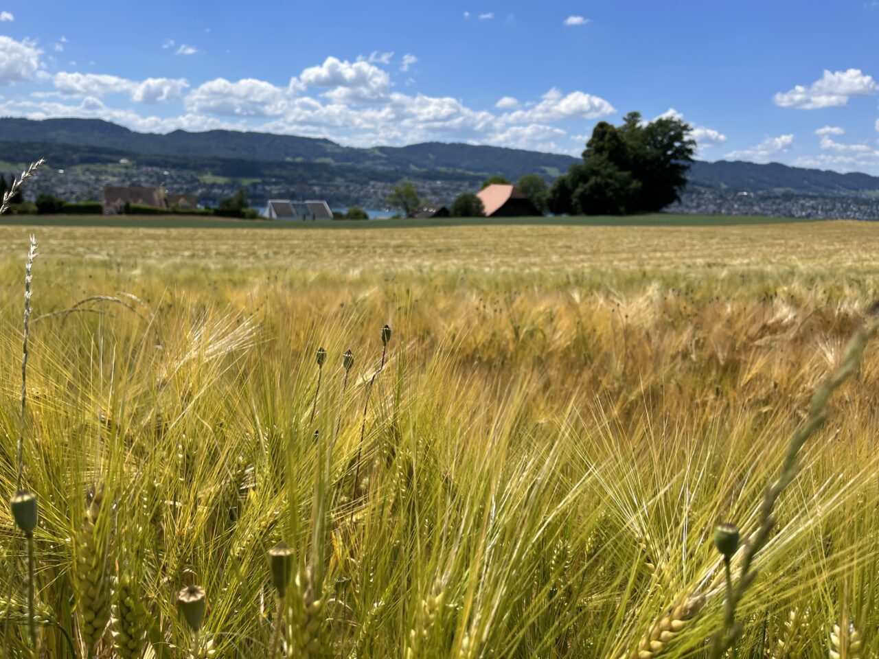 umrundung_zürichsee_zürich_meilen_