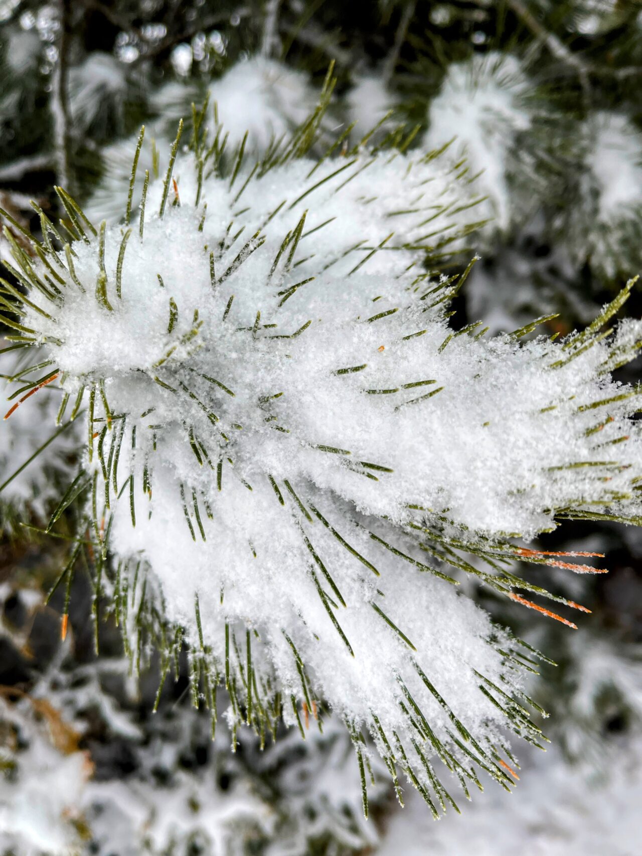 schneeschuhtour_via_silenzi_tag_1_s_charl_lü_