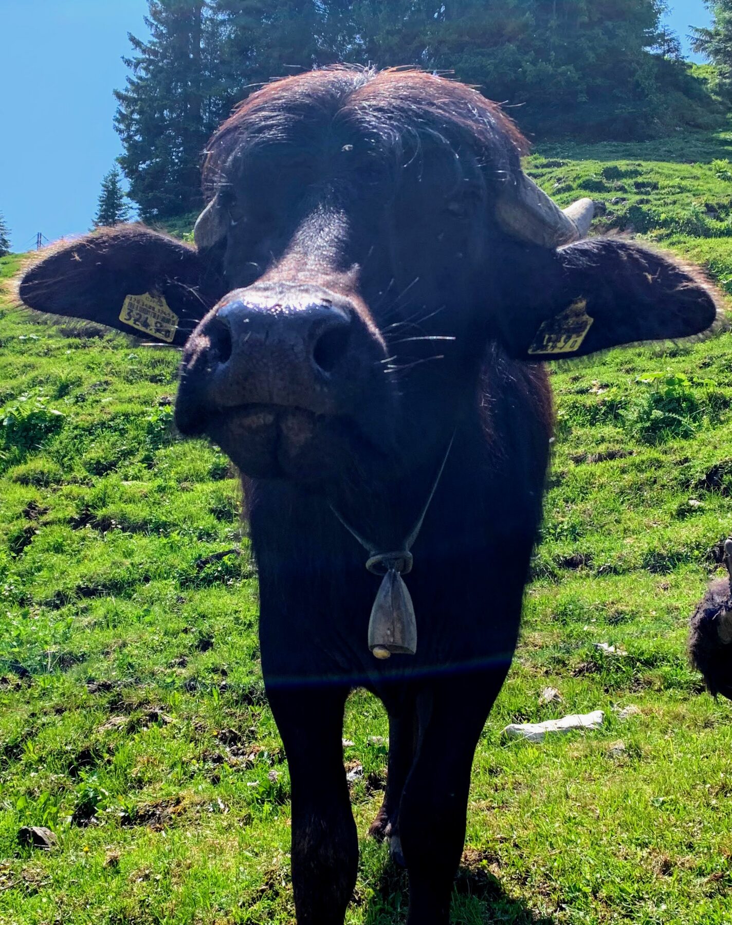 wanderung_7_egg_hoch_ybrig_
