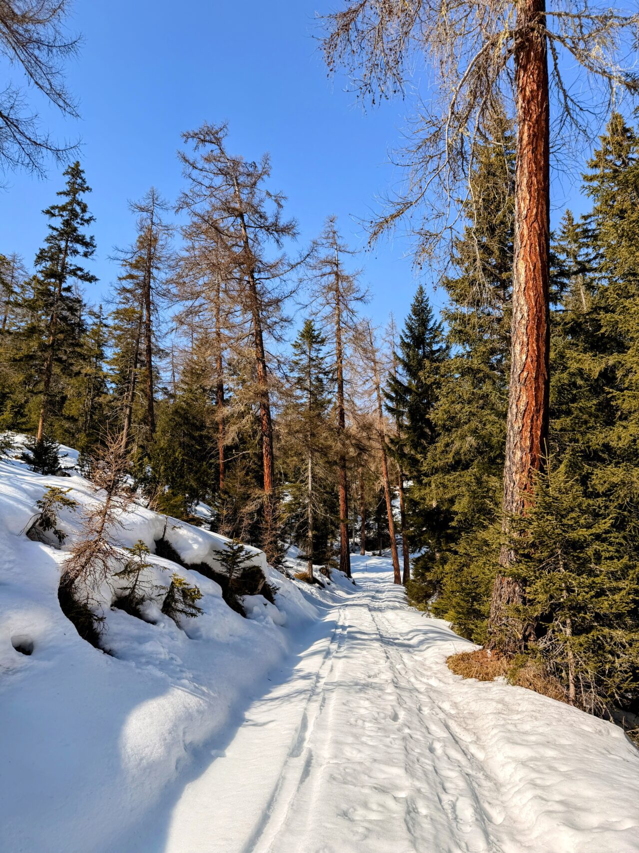 schneeschuhsafari_graubuenden_salouf_munter__IMG_0649