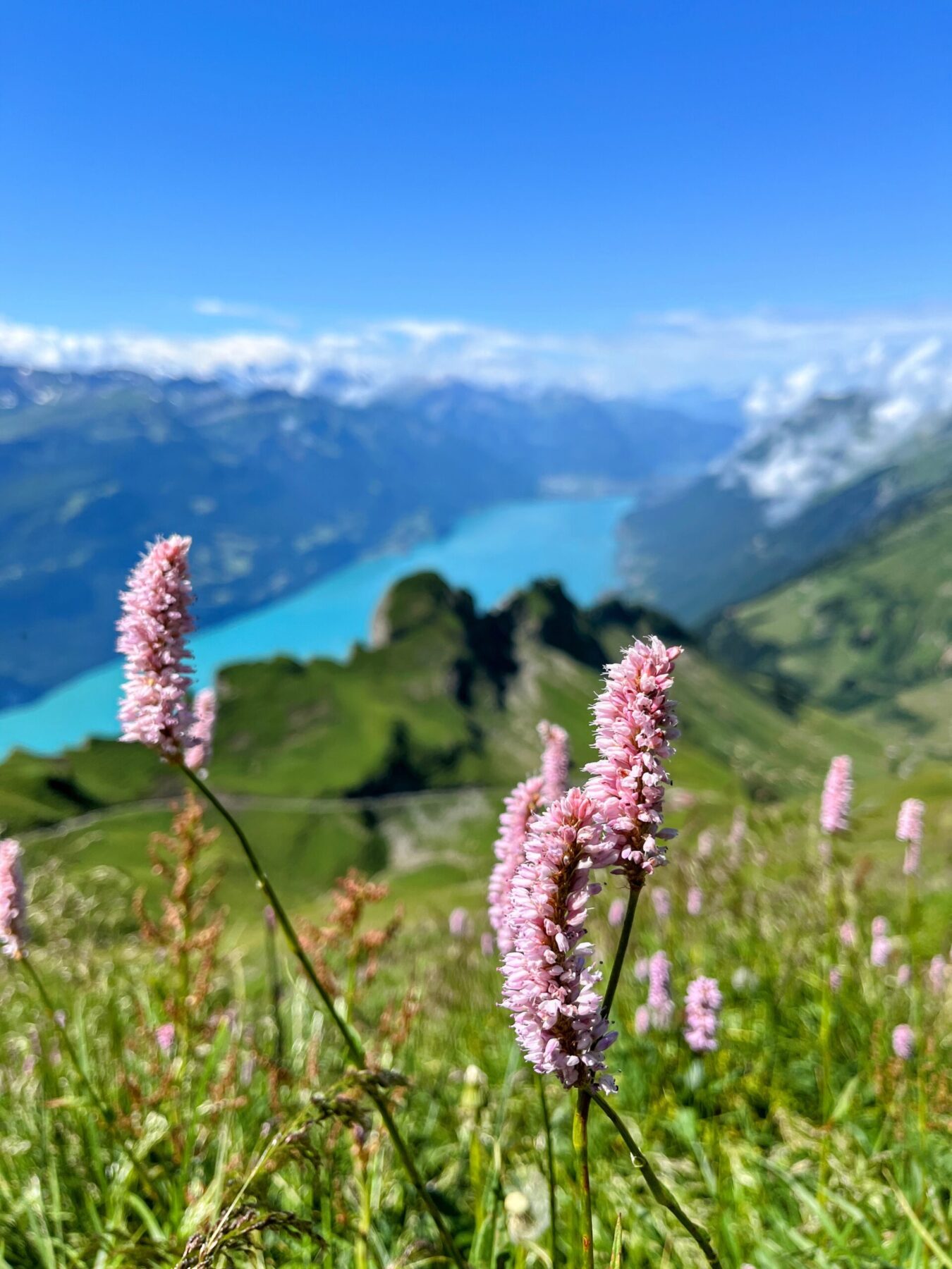 wanderung_brienzer_rothorn_