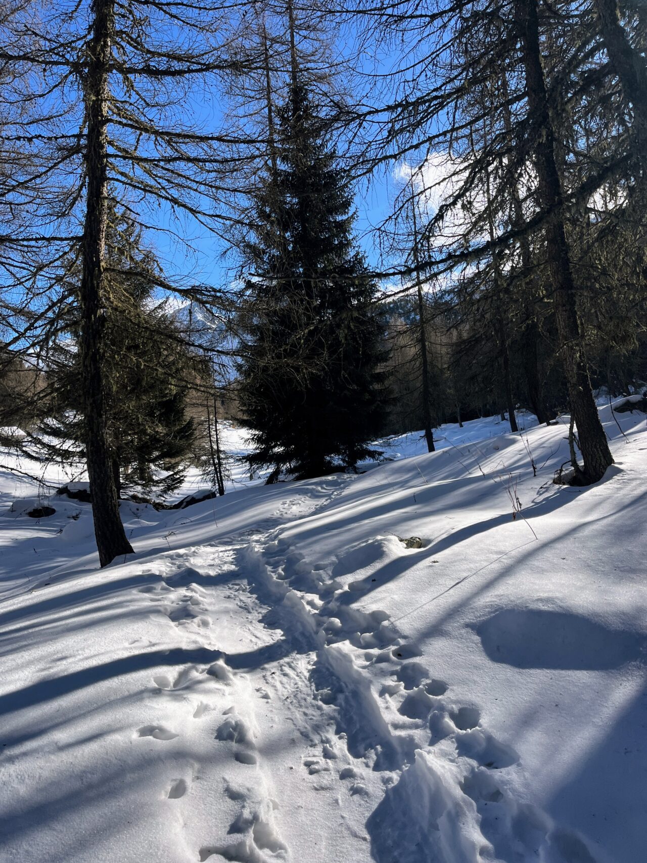 schneeschuhwanderung_preda_albulapass_punt_