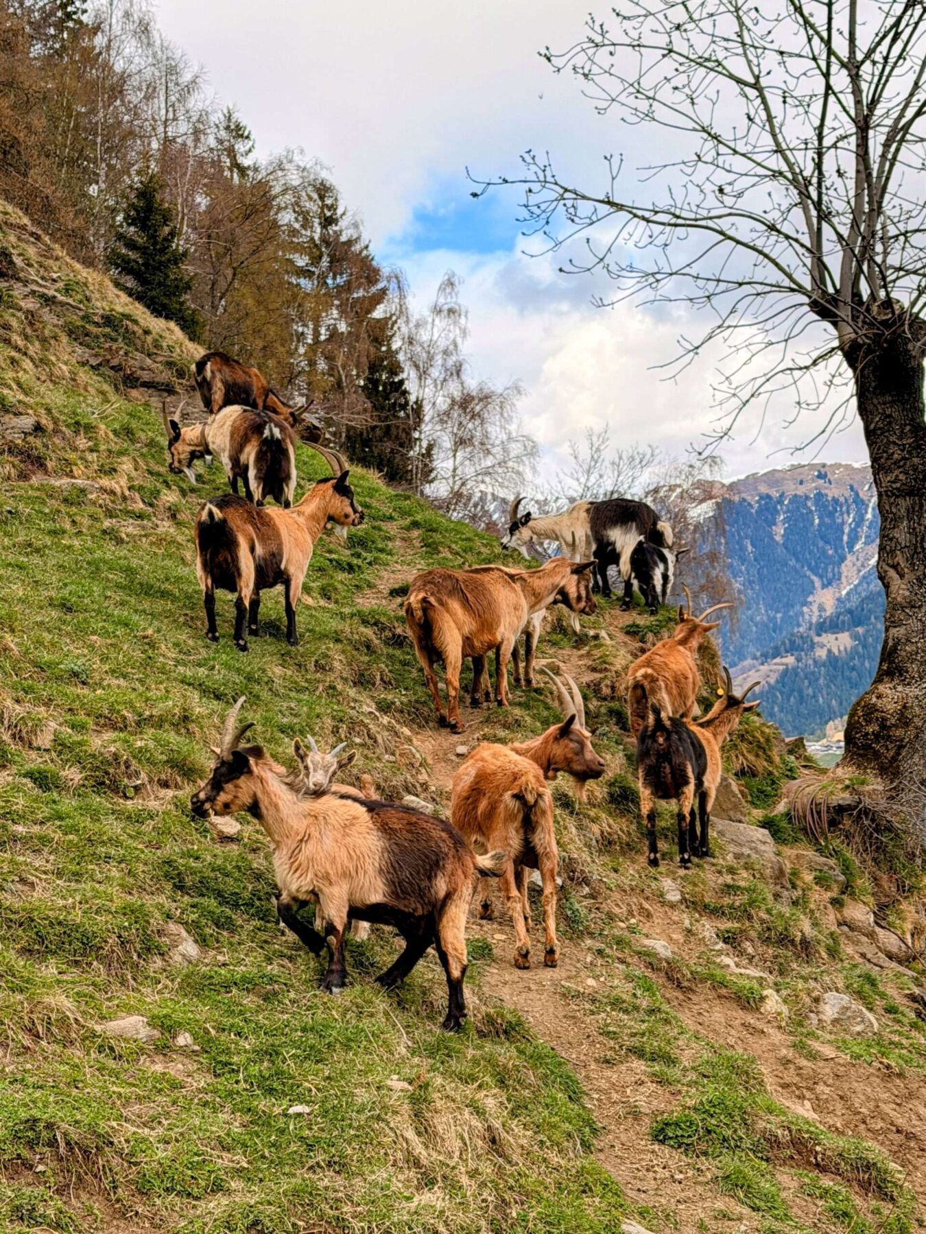 wanderung_Meraner_hoehenweg_hochmuth_mutthoefe_longfall_saltaus_